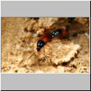 Bolitobius cingulata - Kurzfluegler 01b 9mm - Halen.jpg